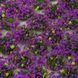 WWS Heather Static Grass Tufts, 6 mm, 100 pcs, WWSCENICS SGTHET06